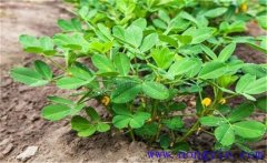 花生的需肥特點是什么？花生葉面噴肥關(guān)鍵技術(shù)