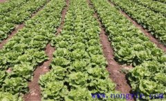 種植生菜如何施肥？生菜施肥方法簡(jiǎn)介