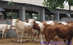 架子牛如何快速育肥？架子牛強(qiáng)化育肥方法