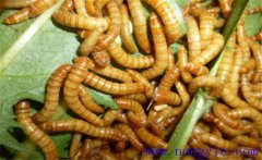 黃粉蟲如何繁殖？黃粉蟲的飼養(yǎng)管理技術(shù)要點(diǎn)