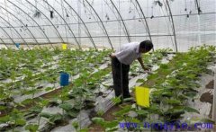 大棚蔬菜如何使用沖施肥，施用時(shí)要注意什么