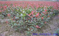紅楠是紅葉石楠嗎？紅楠簡(jiǎn)介