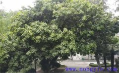 紫楠是常綠還是落葉植物，紫楠樹(shù)簡(jiǎn)介