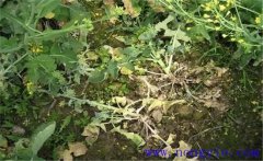 油菜病害有哪些？油菜病蟲害防治技術