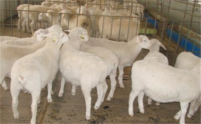 肉羊?；寄膸最?lèi)疾病