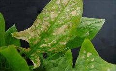 菠菜斑點病有哪些特征？菠菜斑點病的防治方法