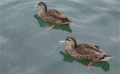 野鴨是幾級保護動物？野鴨十大種類(品種)簡介