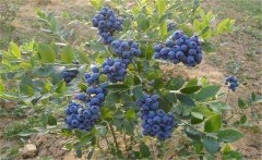 我國的藍莓產地在哪里？藍莓種植技術要點