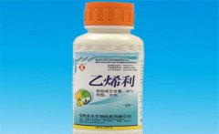 黃瓜為什么要噴乙烯利 噴施時間、濃度如何掌握