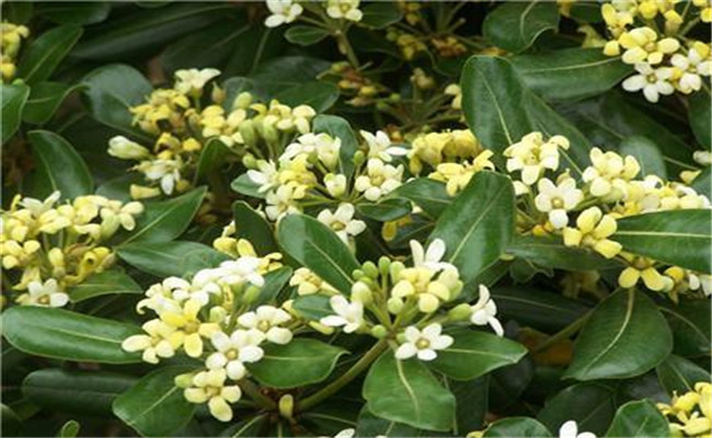 冬青開花嗎？