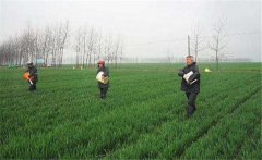 尿素怎么施不浪費(fèi)，施用尿素需要注意什么？