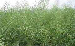 種植油菜施什么肥料能高產，油菜田怎么除草？