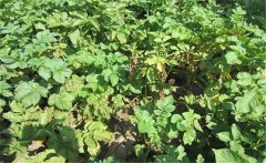 馬鈴薯黃萎病的癥狀特征、發(fā)病規(guī)律與防治方法