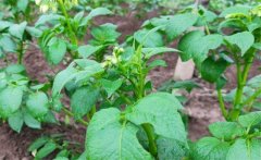 馬鈴薯青枯病的病原、癥狀、傳播方式防治方法