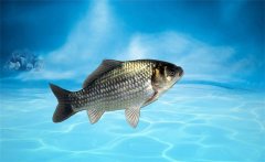 野生鯽魚吃什么？野生鯽魚和養(yǎng)殖鯽魚的區(qū)別