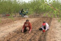 山藥種植前如何處理，種植山藥如何整地挖溝