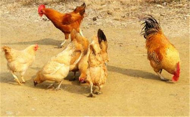 雞傳染性鼻炎的流行特點與預防、治療方法