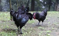 烏骨雞的常用礦物質(zhì)、維生素飼料簡(jiǎn)介