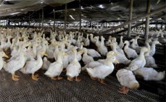 簡單加工鴨鵝常用飼料的效果好