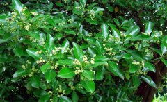 衛(wèi)矛的別名叫什么，衛(wèi)矛是常綠還是落葉植物？