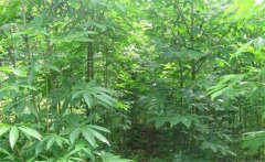 七葉樹是常綠還是落葉植物，七葉樹的生態(tài)習(xí)性