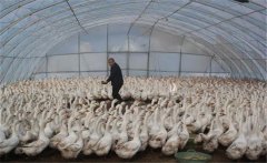 如何用大棚飼養(yǎng)肉鵝，提高經(jīng)濟(jì)效益