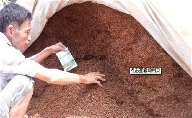 使用酒糟喂豬的具體方法，酒糟喂豬需注意什么