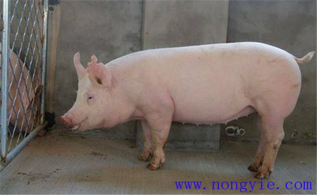 種公豬管理三要素：運動、單圈詞養(yǎng)和防暑降溫