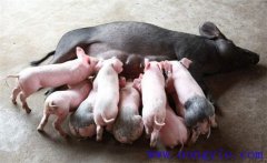 如何縮短仔豬哺乳周期，有效提高母豬飼養(yǎng)效益
