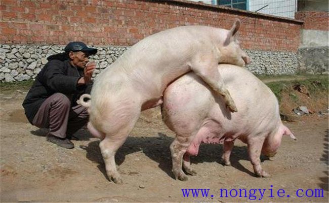 加強(qiáng)飼養(yǎng)管理，保證配種質(zhì)量