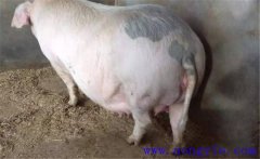 妊娠母豬夏季為什么流產(chǎn)多，妊娠母豬如何度夏