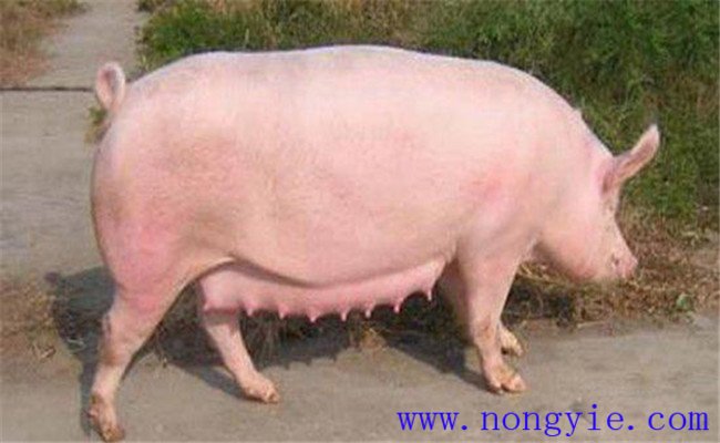 調(diào)整飼料，加強(qiáng)飼養(yǎng)管理