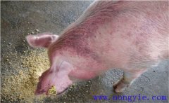 怎樣治療懷孕母豬不吃食，其發(fā)病原因是什么？