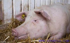 母豬分娩前如何飼養(yǎng)管理？