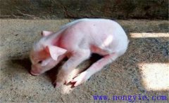 豬偽狂犬病的癥狀和診斷、防治方法