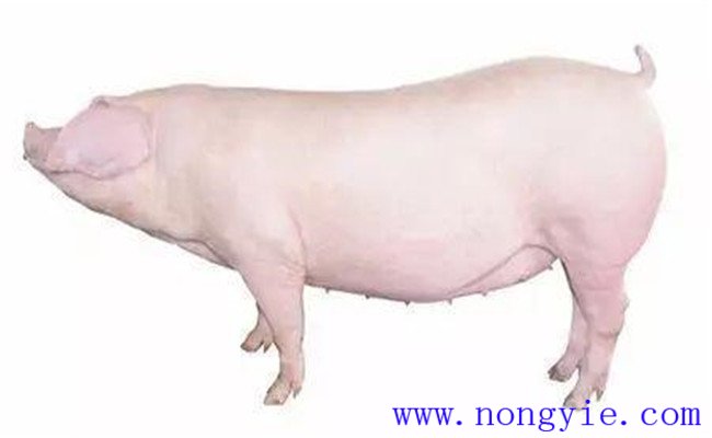 怎樣選擇后備母豬？挑選后備母豬的技術(shù)要點(diǎn)