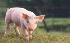 怎樣增加有益微生物菌群、保護仔豬腸道