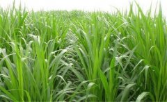 如何用牧草喂養(yǎng)畜禽？畜禽飼養(yǎng)中牧草的選用