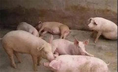 豬喘氣病的預(yù)防措施，豬喘氣病的疫苗免疫問題