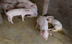 治療豬痢疾需注意哪些事項(xiàng)？豬痢疾的治療方法