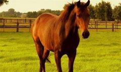 馬、驢、騾子的區(qū)別
