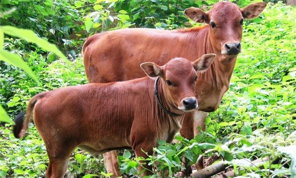 家畜青草搐搦的發(fā)病原因、預(yù)防方法與治療方法