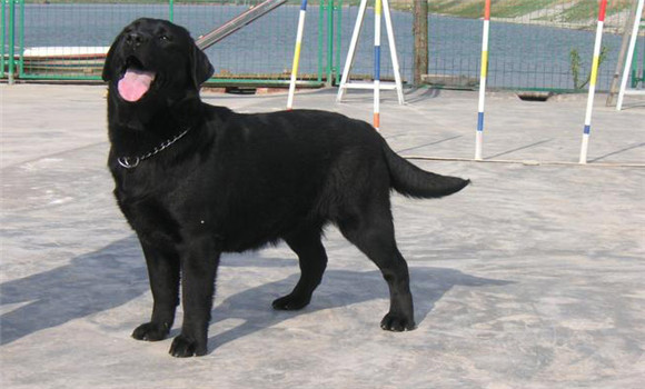 為什么犬容易出現維生素缺乏現象