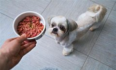犬飼料中為何要添加鐵、銅等微量元素