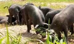 為什么豬、牛食用新鮮玉米苗等會(huì)發(fā)生中毒死亡