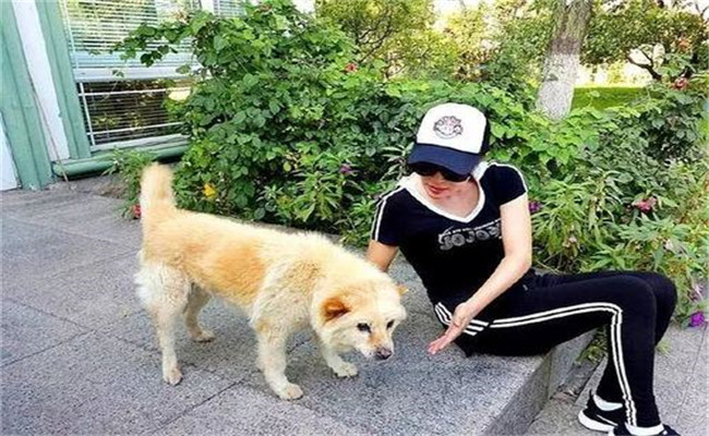 怎樣喂養(yǎng)妊娠犬、哺乳犬