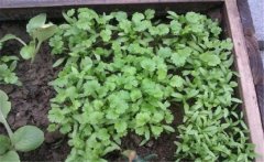 香菜（芫荽）白粉虱如何防治？發(fā)生規(guī)律是什么