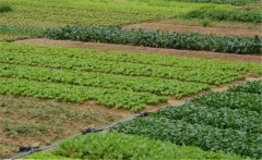 春季大白菜如何種植？大白菜種植技術(shù)！