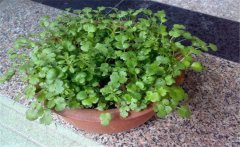香菜陽臺怎么種？陽臺香菜的種植時間與方法
