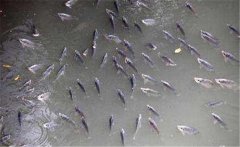 鯽魚(yú)在什么季節(jié)產(chǎn)卵，鯽魚(yú)產(chǎn)卵需要什么條件